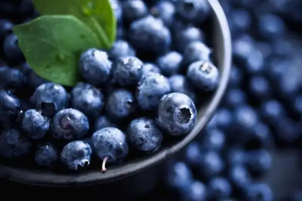 Best Blueberry Anthocyanin Extract for Antioxidant Power
